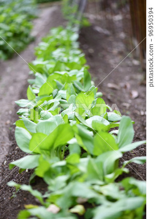 Outdoor cultivation of bok choy Outdoor cultivation of bok choy 96950394