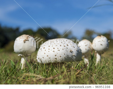 白蘑菇和藍天 96951108