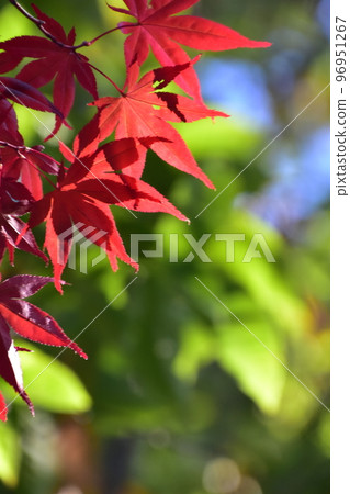在秋天的陽光下變成鮮紅色的野村楓樹枝條。 在秋天的陽光下變成鮮紅色的野村楓樹枝條。 96951267