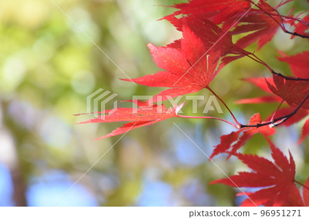 The clear red leaves of the Nomura maple bathed in the soft autumn sunlight. The clear red leaves of the Nomura maple bathed in the soft autumn sunlight. 96951271