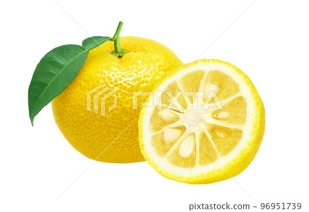 Yuzu Yuzu Illustration Real 96951739
