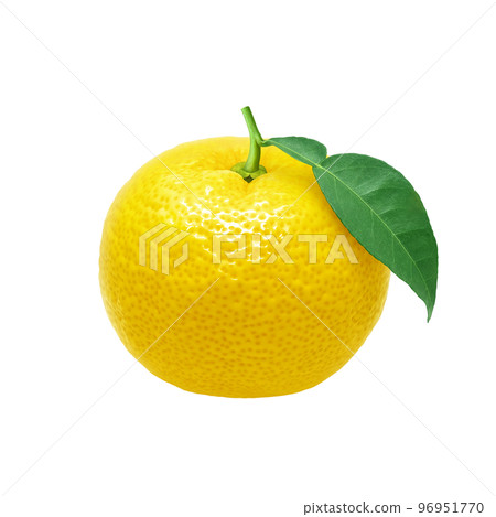 Realistic yuzu illustration 96951770