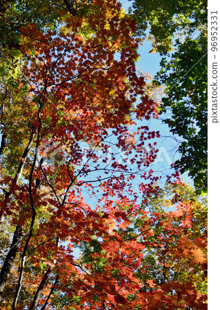 我從秋天的森林裡仰望深藍色的天空。紅色和橙色的山楓和綠葉在天空中閃閃發光。 96952331