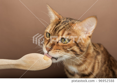 The owner feeds a cute cat from a wooden spoon. The owner feeds a cute cat from a wooden spoon. 96952588