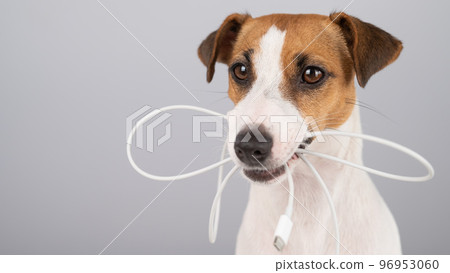 Jack russell terrier dog holding a type c cable in his teeth on a white background.  Jack russell terrier dog holding a type c cable in his teeth on a white background.  96953060