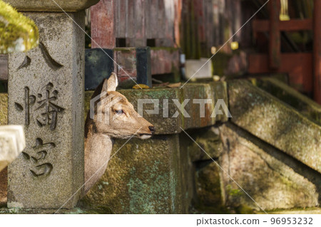 鐵向山八幡宮鹿 鐵向山八幡宮鹿 96953232
