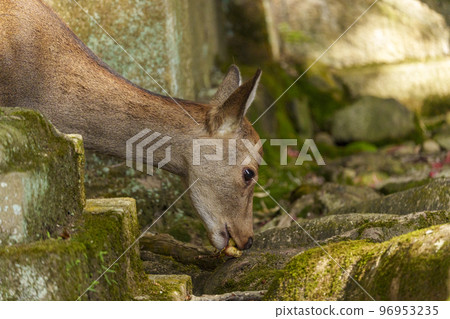 Temukaiyama Hachiman Shrine Deer eating nuts Temukaiyama Hachiman Shrine Deer eating nuts 96953235