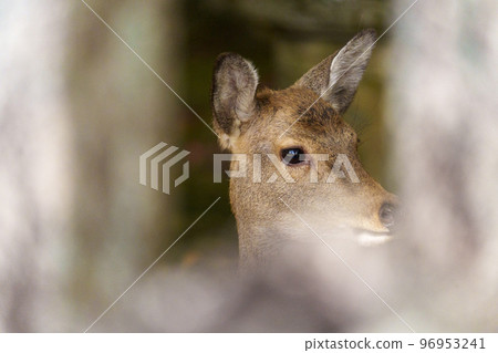 鐵向山八幡宮鹿 96953241