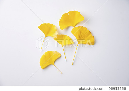 葉子 葉 樹葉 96953266