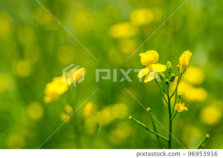 Rape blossoms shaking in the spring breeze 96953916