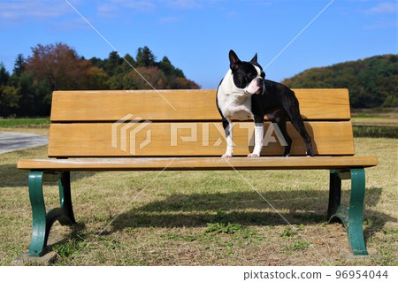 2022 My dog Boston Terrier, Mighty, who looks out over the woodlands on a bench under the blue sky in Aigo no Sato, Hatoyama, the happiest town in Japan 2022 My dog Boston Terrier, Mighty, who looks out over the woodlands on a bench under the blue sky in Aigo no Sato, Hatoyama, the happiest town in Japan 96954044