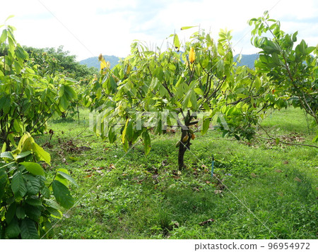 Tree and Theobroma cacao pod fruit hang on branch in the field at agricultural areas in Thailand, Plant at tropical farm Tree and Theobroma cacao pod fruit hang on branch in the field at agricultural areas in Thailand, Plant at tropical farm 96954972