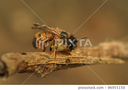 Natural closeup on a female Red mason bee, Osmia rufa, heavily parasitized with mites 96955150