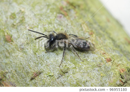Natural outdoors closeup of a male small sallow mining bee Andrena praecox, sitting a bark of a tree 96955180