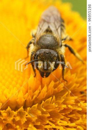 Vertical closeup on a female Patchwork leafcutter bee, Mega chile centuncularis sitting on a yellow Inula flower Vertical closeup on a female Patchwork leafcutter bee, Mega chile centuncularis sitting on a yellow Inula flower 96955198