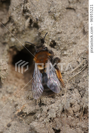 Natural closeup on a female Clarke's mining bee, Andrena clarkella sitting in front of her underground nest 96955221