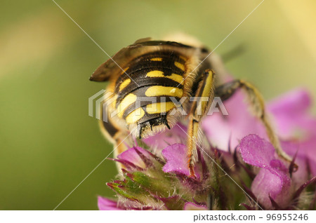 Natural closeup on the typical thorns on the back of a male European woolcarder solitary, bee Anthidium manicatum Natural closeup on the typical thorns on the back of a male European woolcarder solitary, bee Anthidium manicatum 96955246