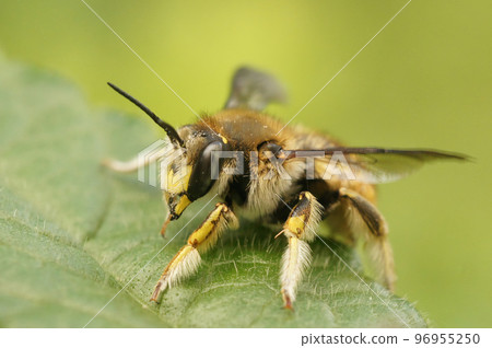 Natural closeup on the colorful yellow striped European woolcarder solitary, bee Anthidium manicatum posing on a green leaf in the garden Natural closeup on the colorful yellow striped European woolcarder solitary, bee Anthidium manicatum posing on a green leaf in the garden 96955250