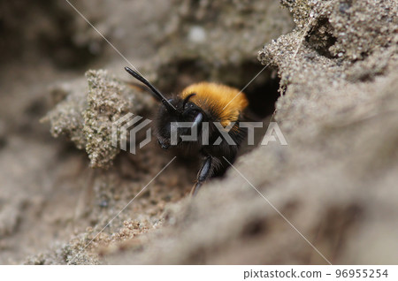 Natural closeup on a female Clarke's mining bee, Andrena clarkella leaving her underground nest Natural closeup on a female Clarke's mining bee, Andrena clarkella leaving her underground nest 96955254