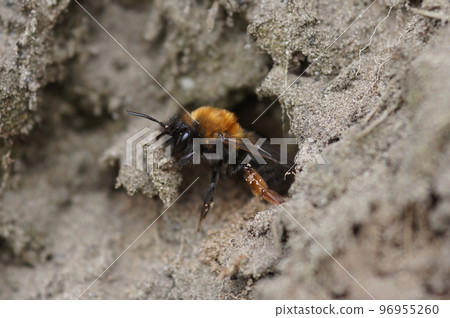 Natural closeup on a female Clarke's mining bee, Andrena clarkella leaving her underground nest 96955260