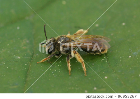 Detailed closeup on the small Hawthorn mining bee, Andrena chrysosceles sitting on a green leaf Detailed closeup on the small Hawthorn mining bee, Andrena chrysosceles sitting on a green leaf 96955267