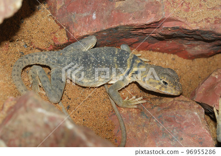 Dorsal closeup on a captive Baja blue rock lizard, Petrosaurus thalassinus, sitting between rock Dorsal closeup on a captive Baja blue rock lizard, Petrosaurus thalassinus, sitting between rock 96955286