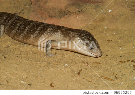Closeup on a catptive blue-tongues skink, tiliqua, scincoidus in a terrarium reaching out ot eat waxworms Closeup on a catptive blue-tongues skink, tiliqua, scincoidus in a terrarium reaching out ot eat waxworms 96955295