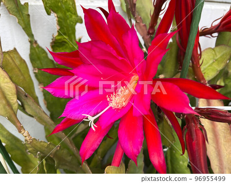 Moonlight beauty in broad daylight ~Fleeting love~ 96955499