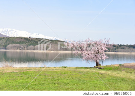 Aoki湖的Spring湖 96956005