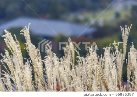 The Great Buddha Hall of Todaiji Temple and the townscape of Nara seen through the pampas grass of Mt. Wakakusa, the season of autumn leaves The Great Buddha Hall of Todaiji Temple and the townscape of Nara seen through the pampas grass of Mt. Wakakusa, the season of autumn leaves 96956397