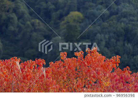 若草山 紅綠對比 登山 若草山 紅綠對比 登山 96956398