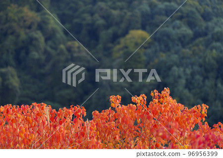 若草山 紅綠對比 登山 96956399