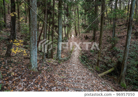 Hiking trail with fallen leaves Katano City, Osaka Prefecture 96957050