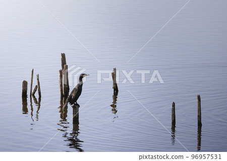 A river cormorant drying its wings on a wooden stake near the water A river cormorant drying its wings on a wooden stake near the water 96957531