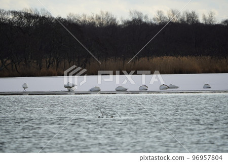 一隻天鵝在烏托奈湖岸邊打盹 一隻天鵝在烏托奈湖岸邊打盹 96957804