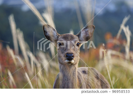 Susuki and Deer at the summit of Wakasayama Susuki and Deer at the summit of Wakasayama 96958533