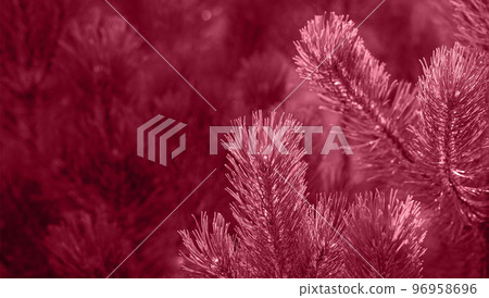 Sunlit pine branches on dark backdrop of young pine forest. Creative background of evergreen coniferous trees as wallpapers. Trendy toning in color 2023 Viva Magenta. Copy space. Selective focus. 96958696