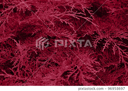 Natural background of evergreen coniferous arborvitae branches as wallpapers. Trendy toning. Horizontal format. Selective focus. New 2023 trending PANTONE 18-1750 Viva Magenta color. 96958697