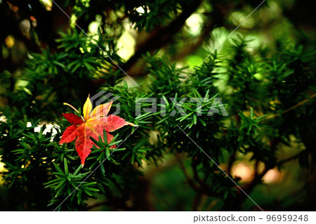 I saw the last glow of late autumn I saw the last glow of late autumn 96959248