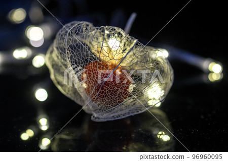 A watermark physalis that stands out against a black background and is colored with the light of illumination. 96960095