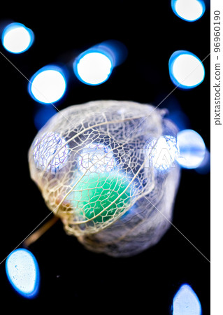 一種水印酸漿,在黑色背景下顯得格外醒目,並用照明光著色。 一種水印酸漿,在黑色背景下顯得格外醒目,並用照明光著色。 96960190