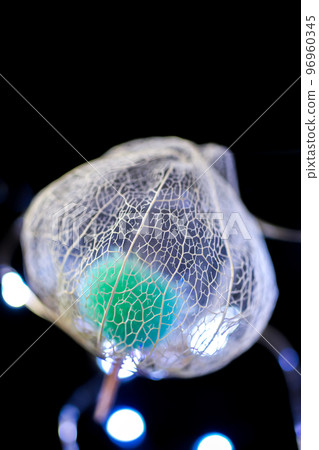 A photograph of a watermark physalis that stands out on a black background and is colored by the light of the illumination 96960345
