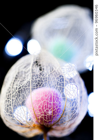 一張水印酸漿的照片,它在黑色背景上顯得格外醒目,並被照明的光線著色 一張水印酸漿的照片,它在黑色背景上顯得格外醒目,並被照明的光線著色 96960346