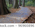fallen leaves (wooden path) 96960896