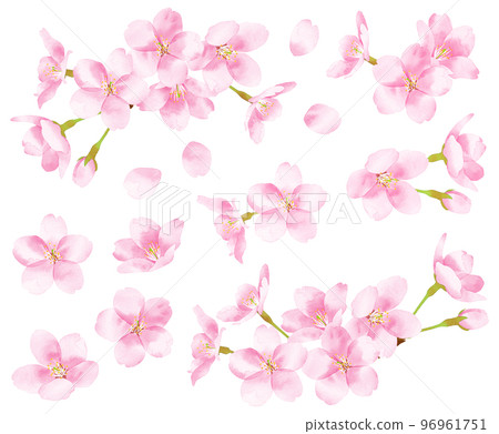Sakura watercolor style illustration material 96961751