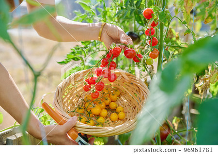 Harvesting cherry tomatoes, close-up of hands picking yellow and red tomatoes Harvesting cherry tomatoes, close-up of hands picking yellow and red tomatoes 96961781