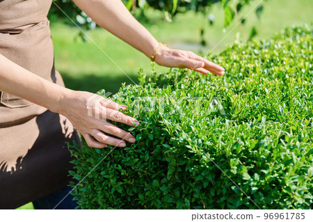 Trimmed boxwood bush, woman touches decorative fence from plant Trimmed boxwood bush, woman touches decorative fence from plant 96961785