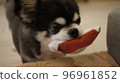 Dog holding a toy 96961852