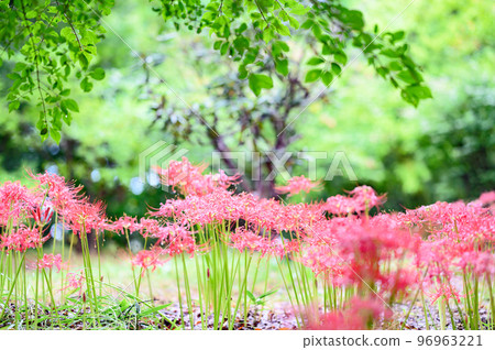 雨後的Higambuna 雨後的Higambuna 96963221