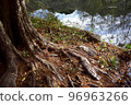tree root (metasequoia) 96963266